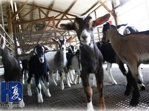 The Goat Farm Hay Dairies